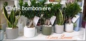 Le grassocce - Linea Bonsai