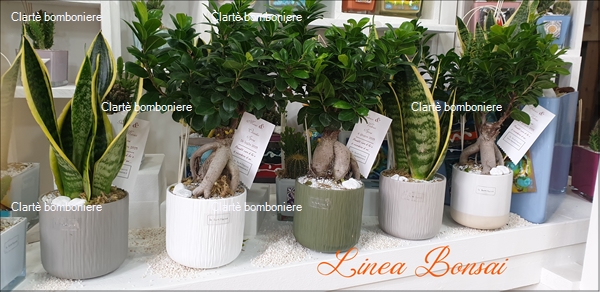 Ritorna alla ricerca per: Le grassocce - Linea Bonsai