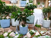 Le grassocce - Linea Bonsai