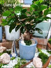 Le grassocce - Linea Bonsai