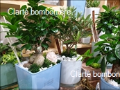 Le grassocce - Linea Bonsai