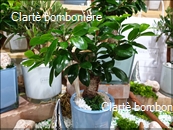 Le grassocce - Linea Bonsai